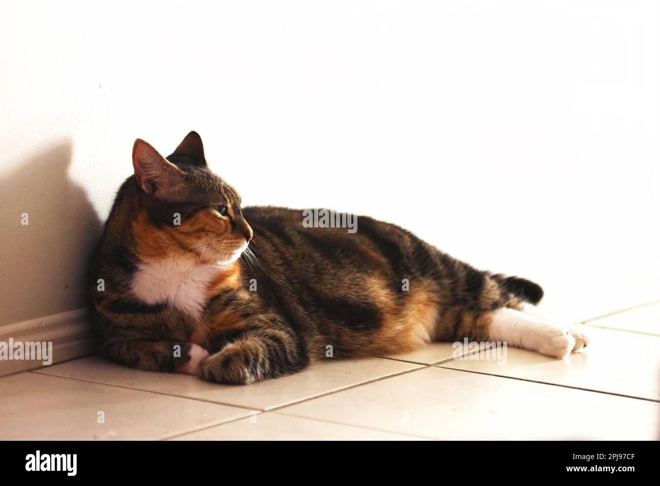 Fotografia casuale della natura di un gatto, carino tabby, gatto rugrat, pixie, felino. Foto Stock