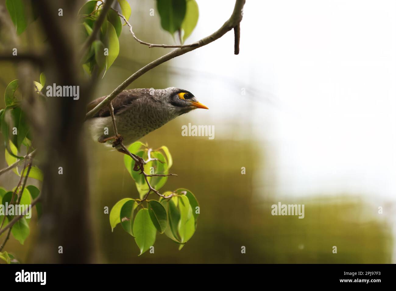 Fotografia casuale della natura degli uccelli che fanno le cose dell'uccello, ali che flapping e appollaiato. Foto Stock