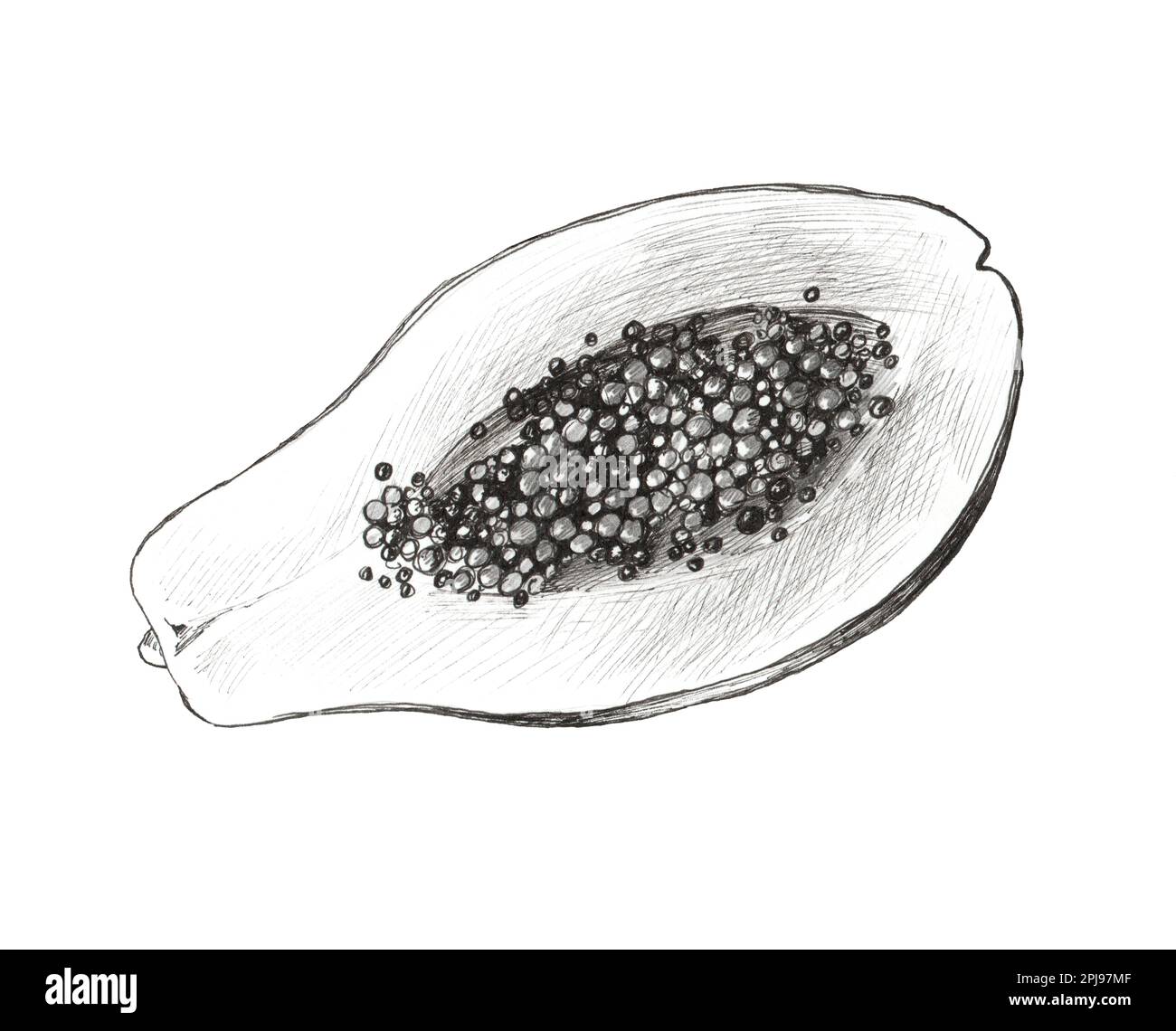 Frutta isolata su sfondo bianco. Illustrazione realistica fatta a mano papaya. Disegno a mano vintage in bianco e nero. Cibo vegetariano. Foto Stock