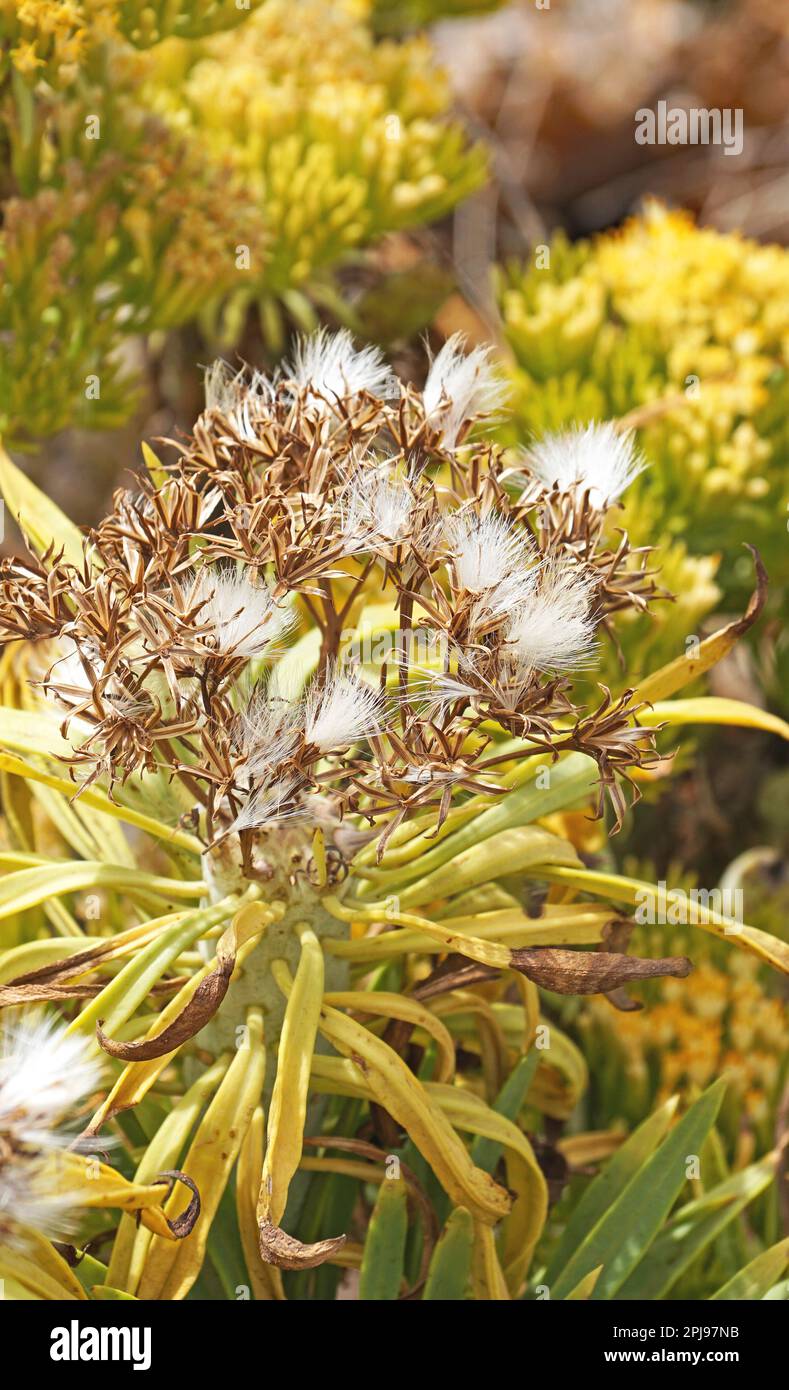 Flora delle canarie in un giardino a El Hierro, Isole Canarie, Spagna, Europa Foto Stock