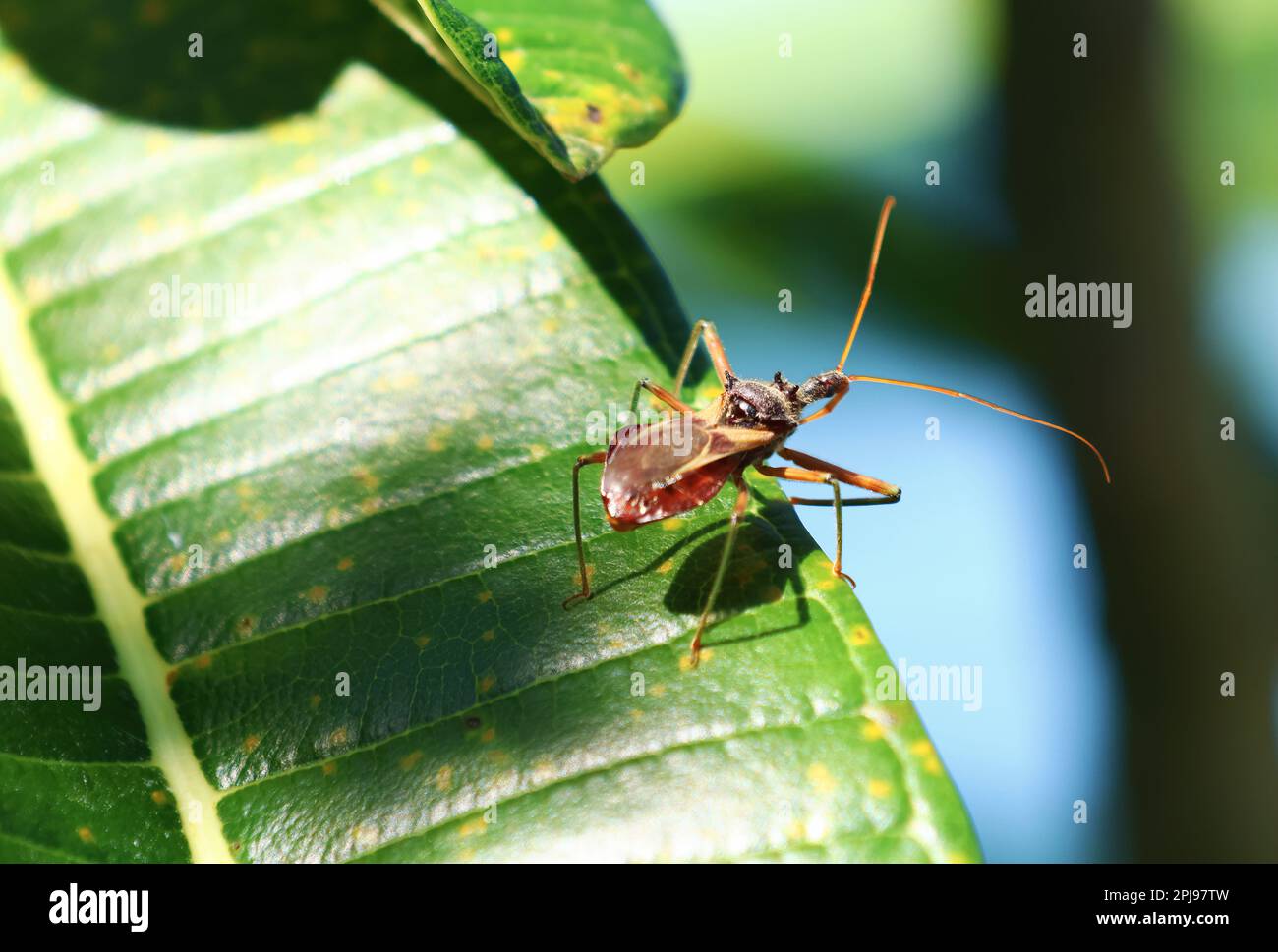 Fotografia casuale della natura di un piccolo insetto su una foglia verde all'esterno in luce naturale. Foto Stock