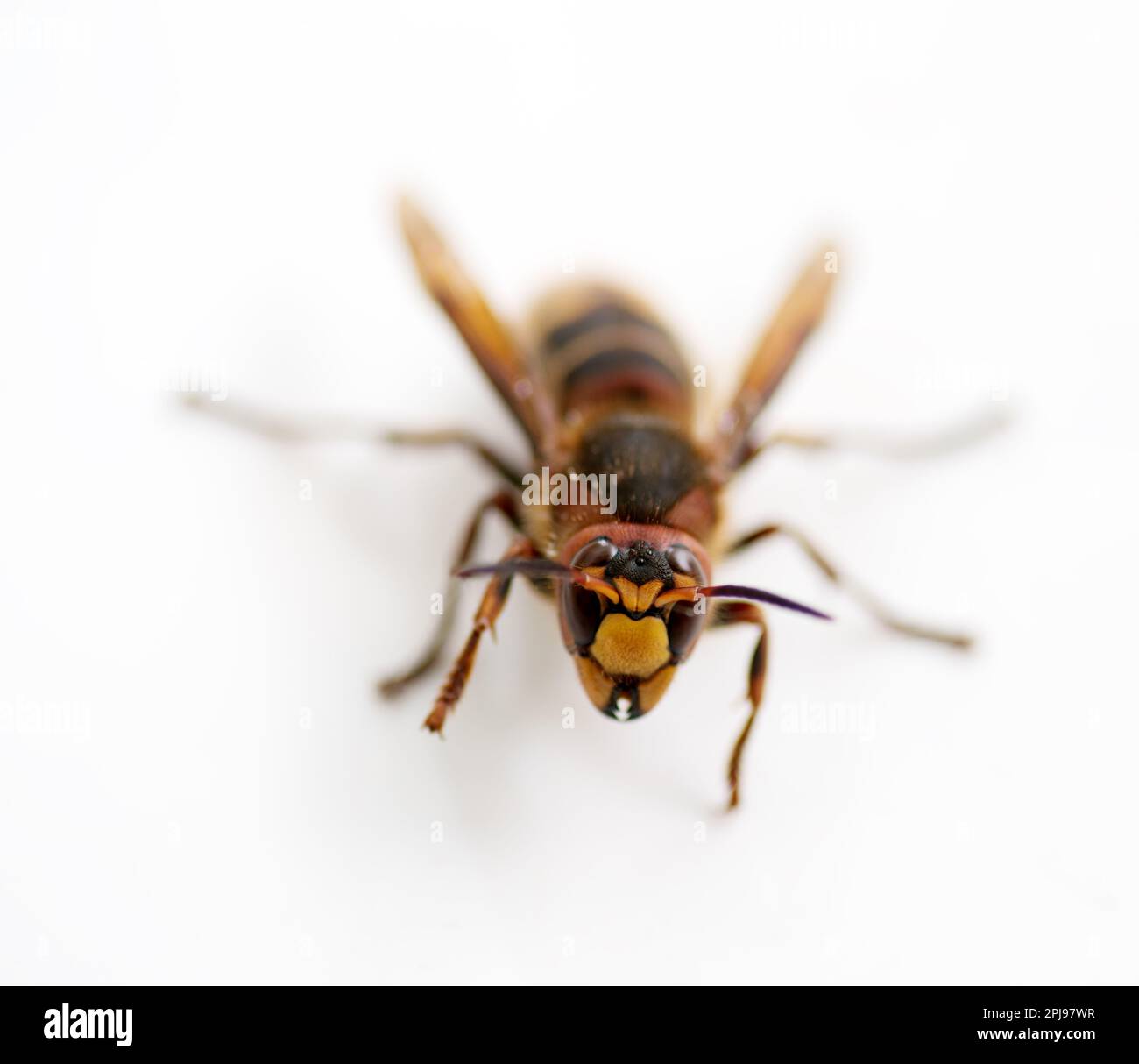Un formidabile calabrone cattivo attore. Calabrone gigante (Vespa