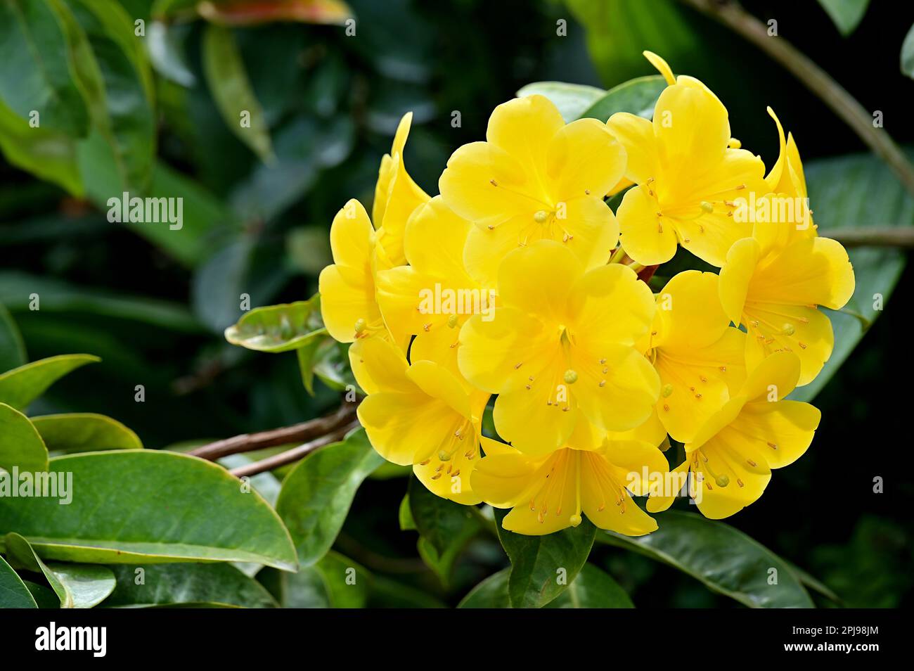 Primo piano di fiori gialli Vireya Rhododendron Foto Stock