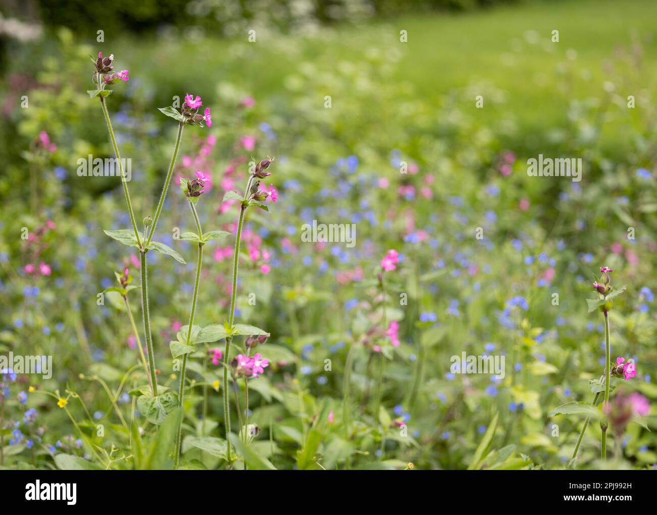 Fiori di giardino che crescono su un prato lasciato a crescere per 'No Mow maggio) - Yorkshire, Regno Unito (maggio 2022) Foto Stock