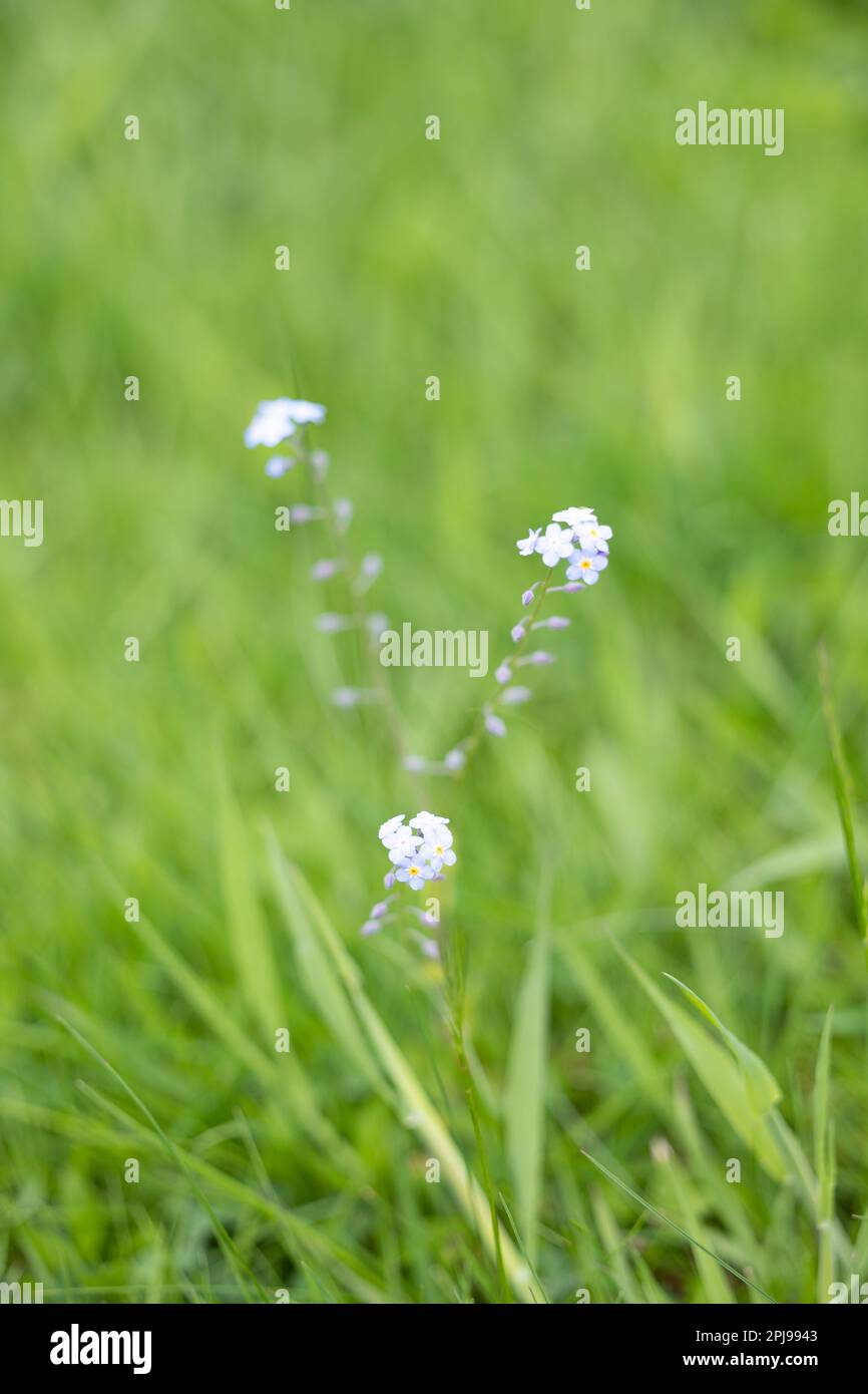 Fiori di giardino che crescono su un prato lasciato a crescere per 'No Mow maggio) - Yorkshire, Regno Unito (maggio 2022) Foto Stock