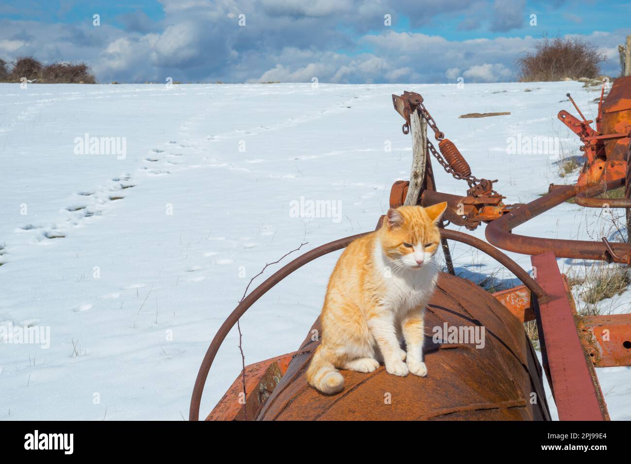 Tabby e gatto bianco in un paesaggio innevato. Foto Stock