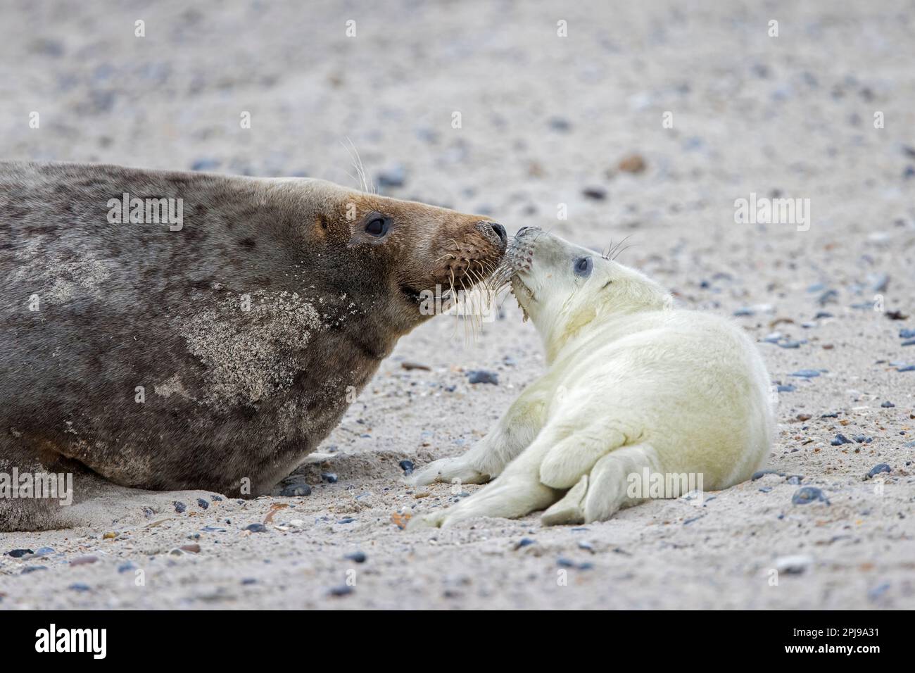 Foca grigia / foca grigia (grypus halichoerus) mucca / cucciolo di sniffing femminile sulla spiaggia sabbiosa lungo la costa del Mare del Nord in inverno Foto Stock