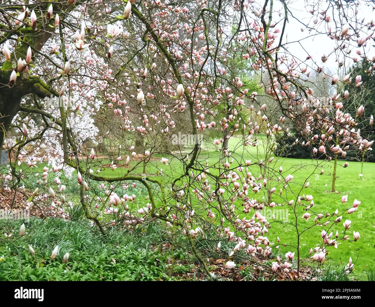 Fioritura di alberi di magnolia in una giornata piovosa Foto Stock