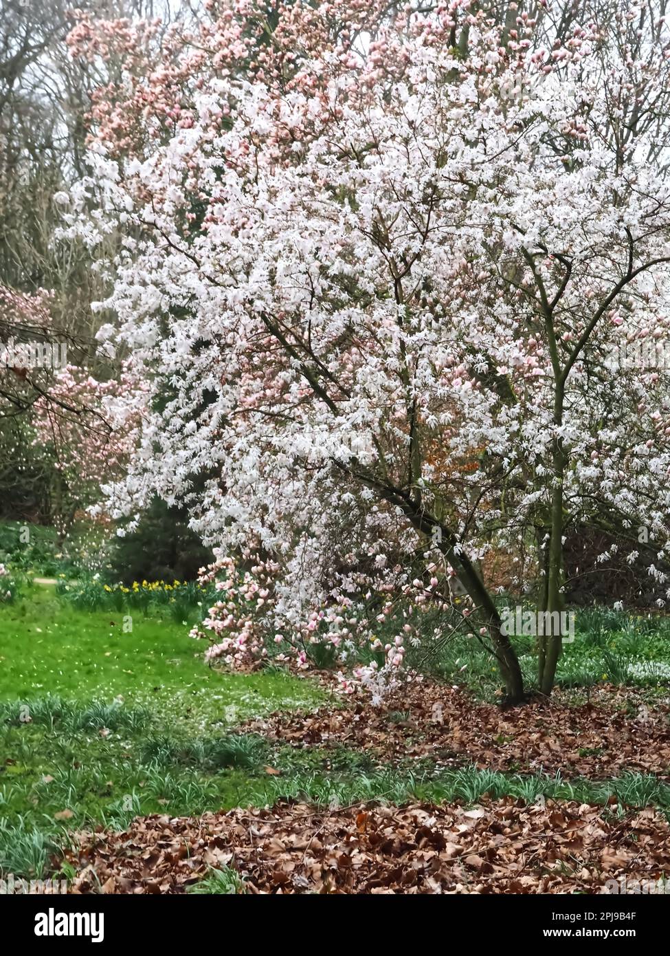Fioritura di alberi di magnolia in una giornata piovosa Foto Stock