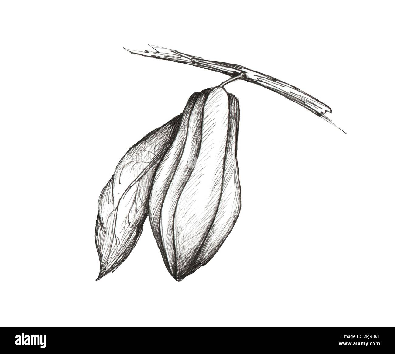 Illustrazione grafica del cacao con foglie su un ramo isolato su sfondo bianco. Cioccolato, piante. Disegno a linee Foto Stock