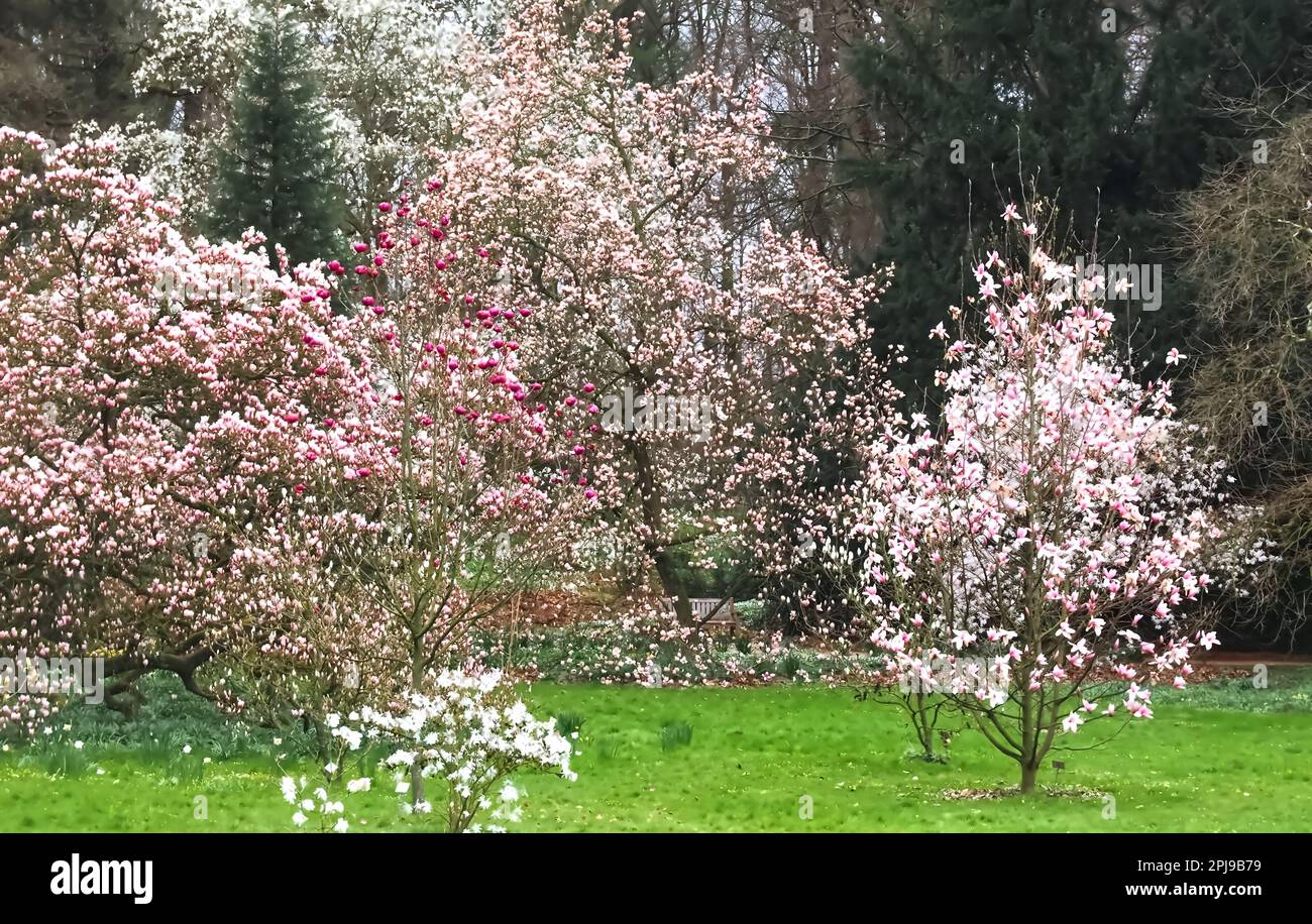 Fioritura di alberi di magnolia in una giornata piovosa Foto Stock