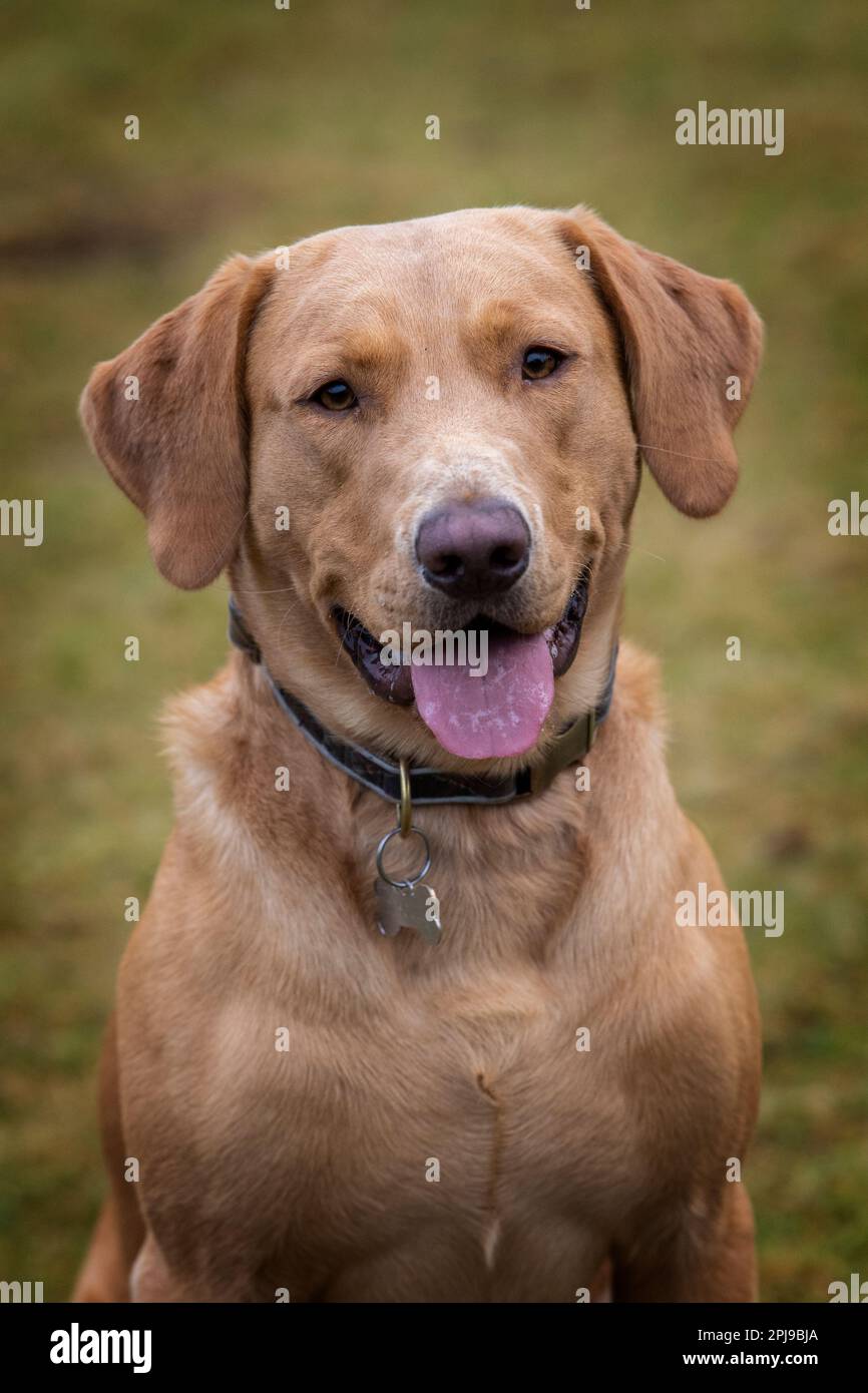 Ritratti di un Fox Red Labrador durante una sessione di addestramento gundog. Foto Stock