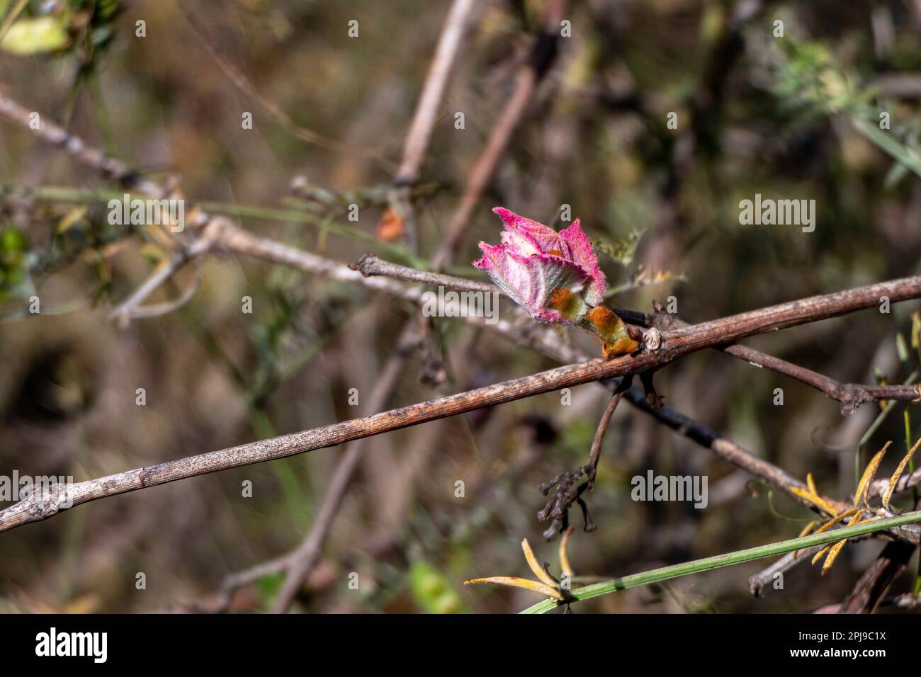 Foglie giovani e gemme di uva selvatica primo piano. Primavera. Israele Foto Stock