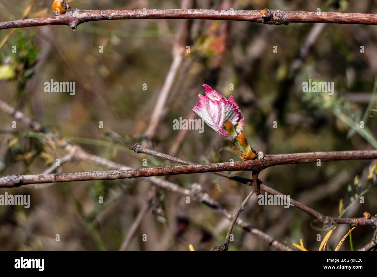 Foglie giovani e gemme di uva selvatica primo piano. Primavera. Israele Foto Stock