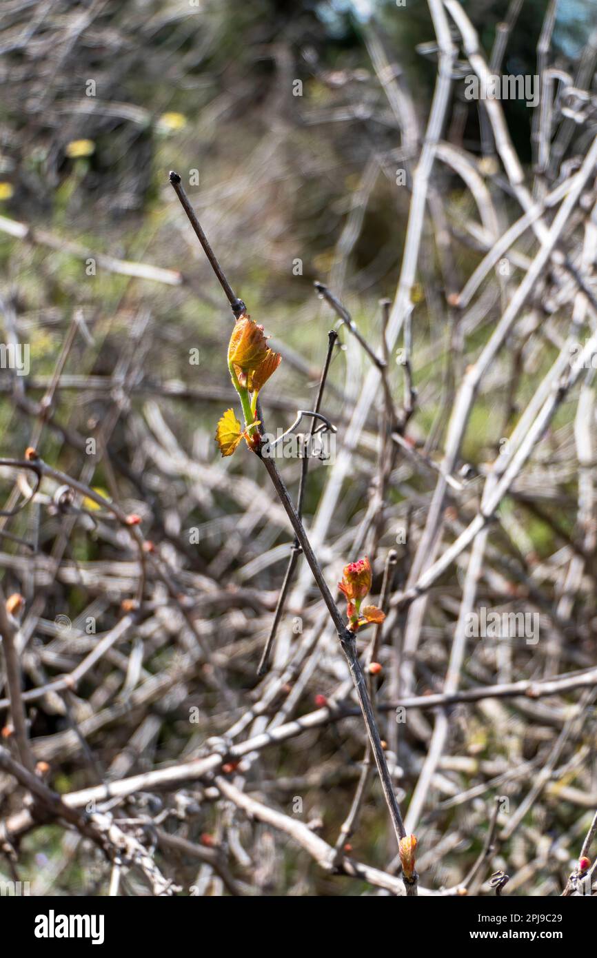 Foglie giovani e gemme di uva selvatica primo piano. Primavera. Israele Foto Stock