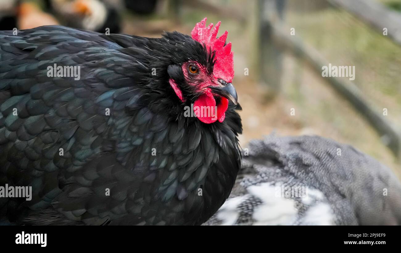 Primo piano dal pollo nero all'esterno con spazio per le copie Foto Stock