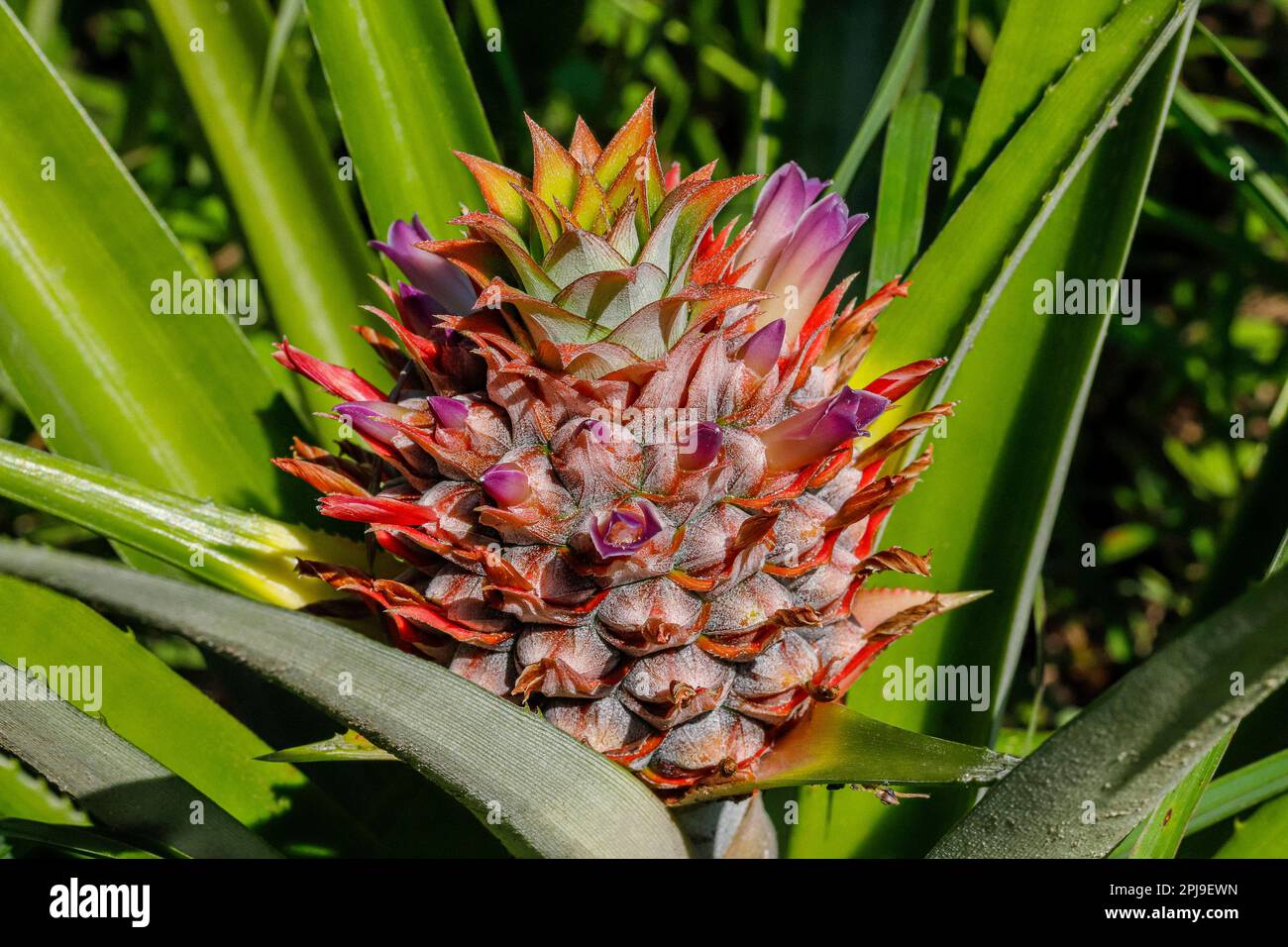 ananas fiore o fiore con colori spettacolari Foto Stock