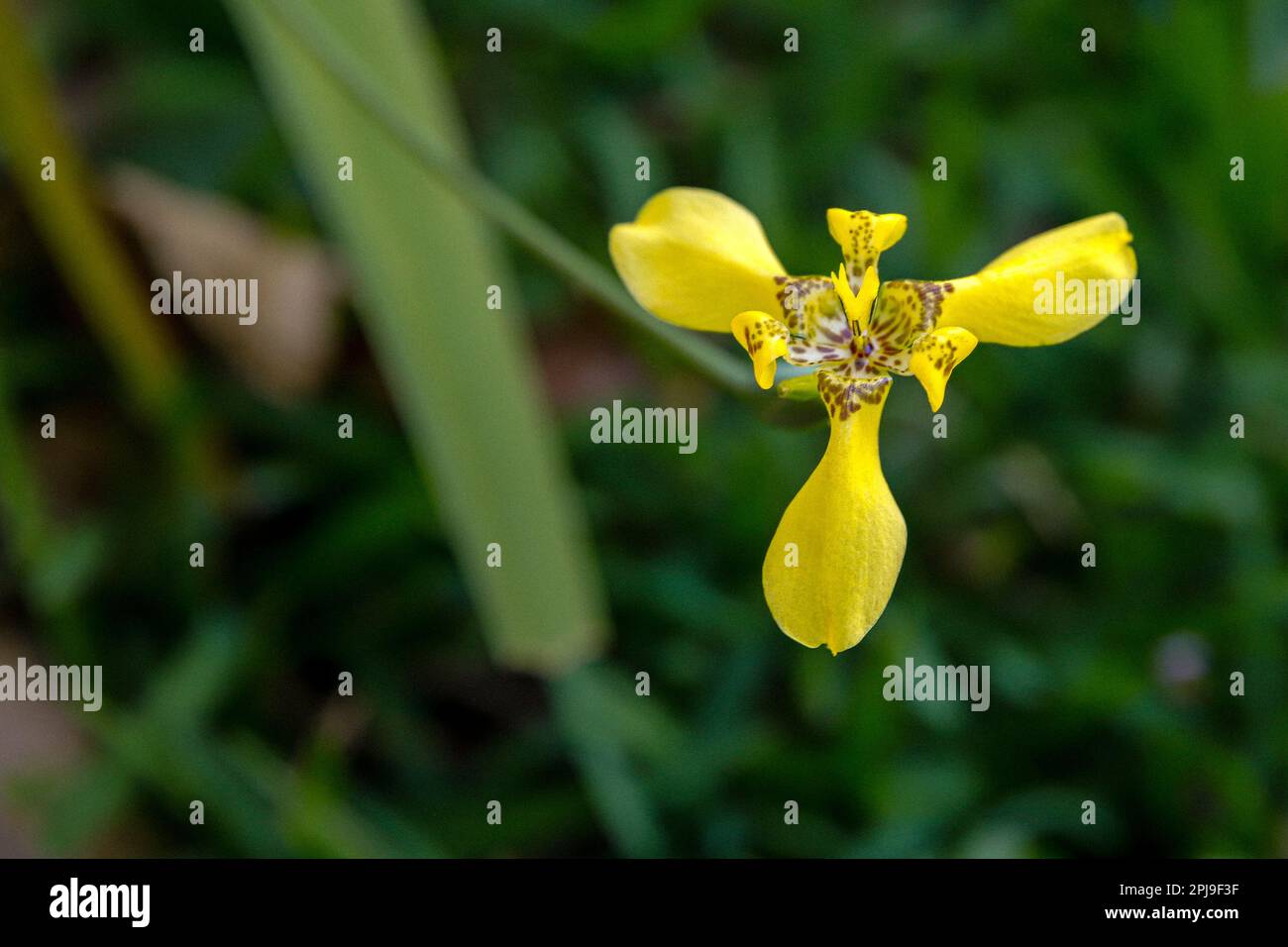 i fiori di iride camminante o pianta apostola Foto Stock