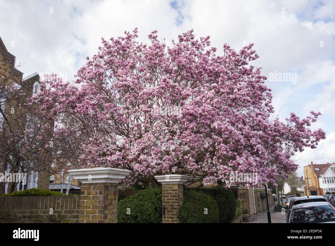 Primo piano di una magnolia rosa in fiore fuori Orchard House, Grange Road, Barnes, Londra, SW13, Inghilterra, Regno Unito Foto Stock