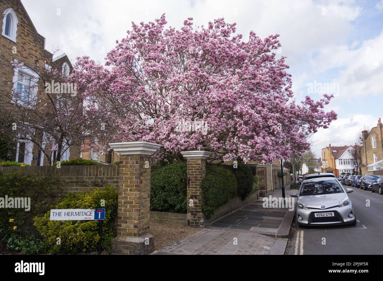 Una magnolia rosa in fiore fuori Orchard House, Grange Road, Barnes, Londra, SW13, Inghilterra, Regno Unito Foto Stock