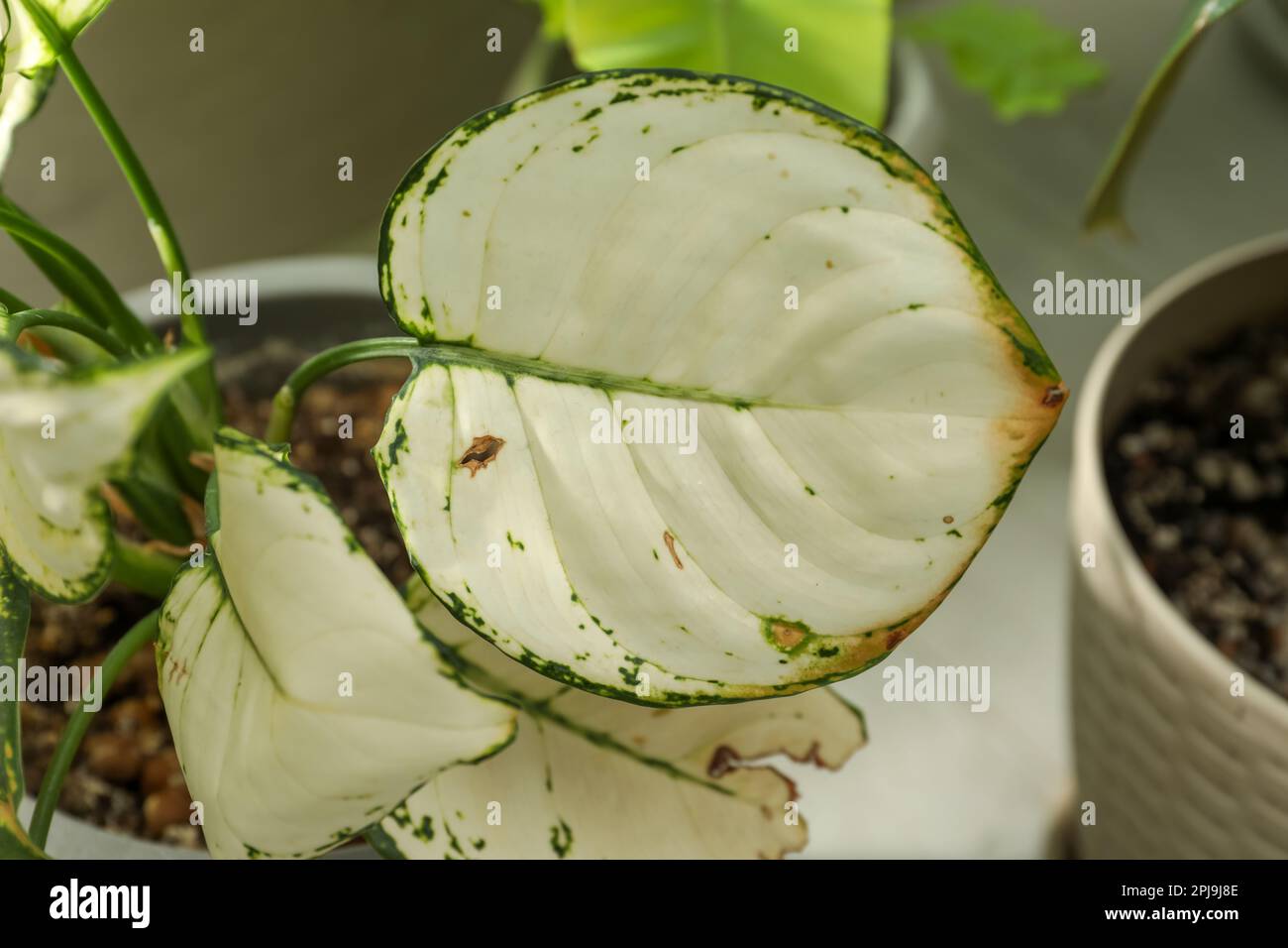 Pianta della casa con malattia di flight delle foglie, vista di primo piano Foto Stock