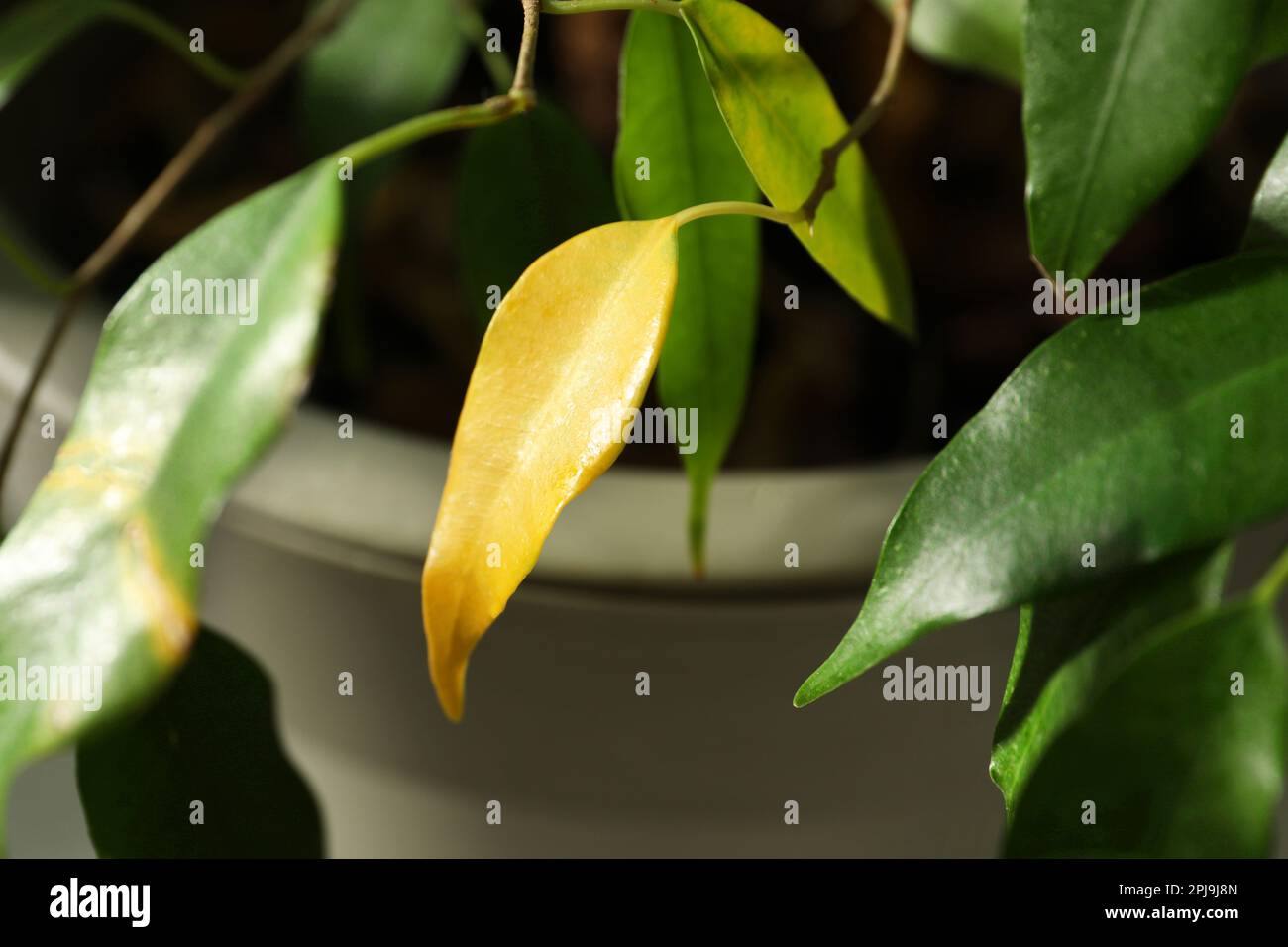Pianta della casa con malattia di flight delle foglie, vista di primo piano Foto Stock