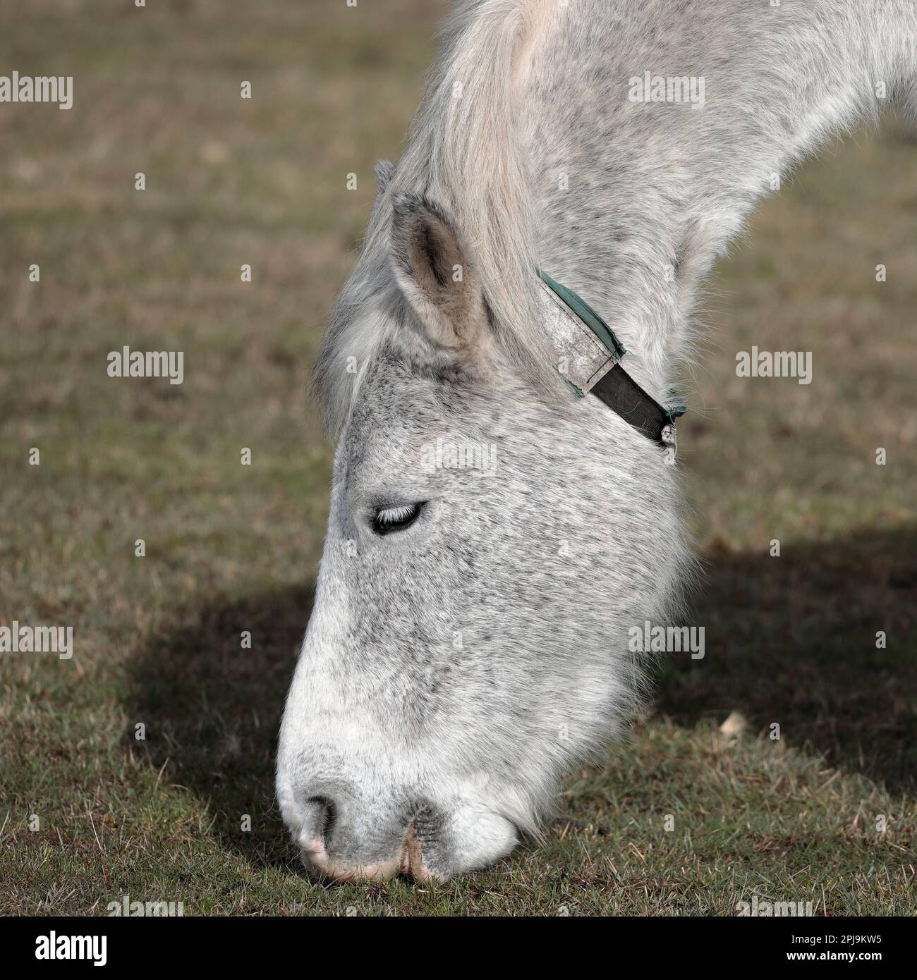 Pony White New Forest in piedi nell'erba a mangiare, colpo alla testa rivolto a sinistra Foto Stock