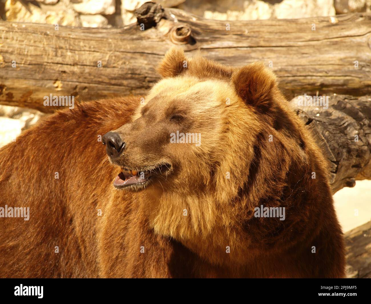 Primo piano dell'orso bruno di Kodiak vicino ad un albero caduto Foto Stock