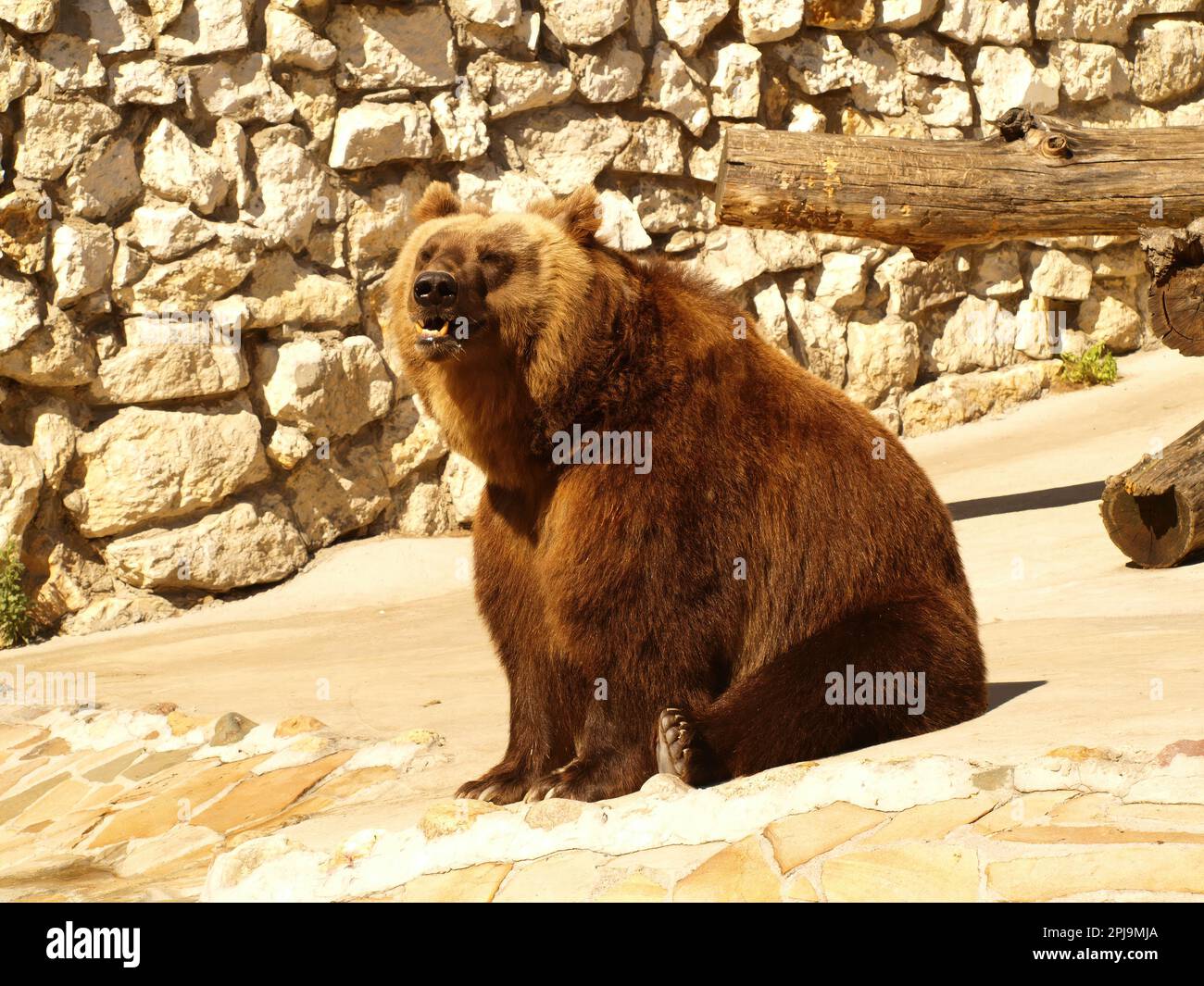 L'orso marrone siede sulle rocce Foto Stock