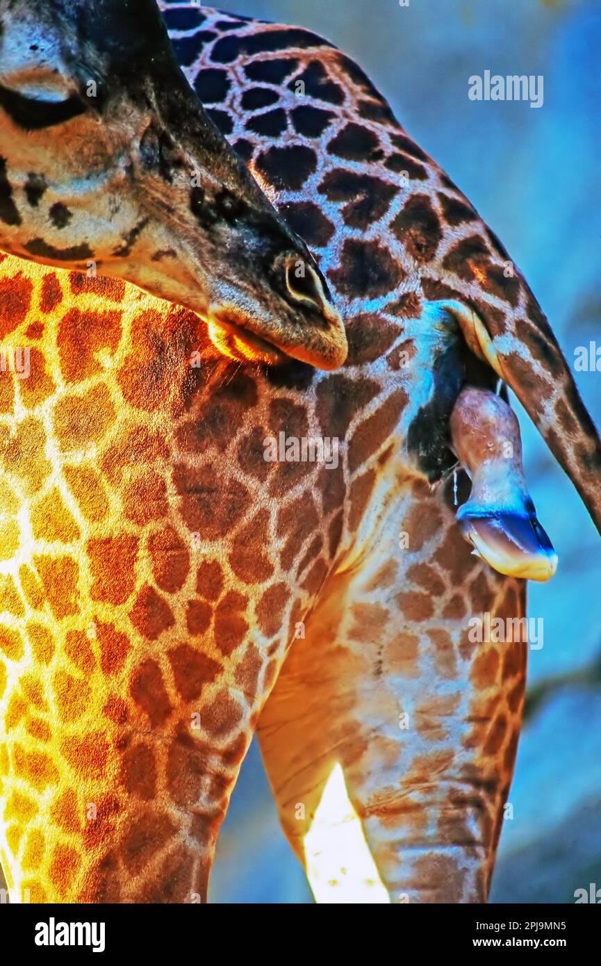 La giraffa parto Foto Stock