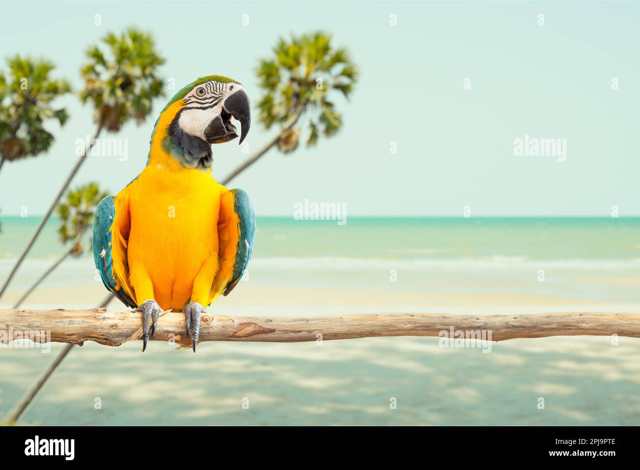 uccello sorriso, isola, spiaggia, giungla, pappagallo, mare, estate, paradiso, oceano, mare, paesaggio, turismo, all'aperto, cocco, palma, asiatico, all'aperto, soleggiato, Foto Stock
