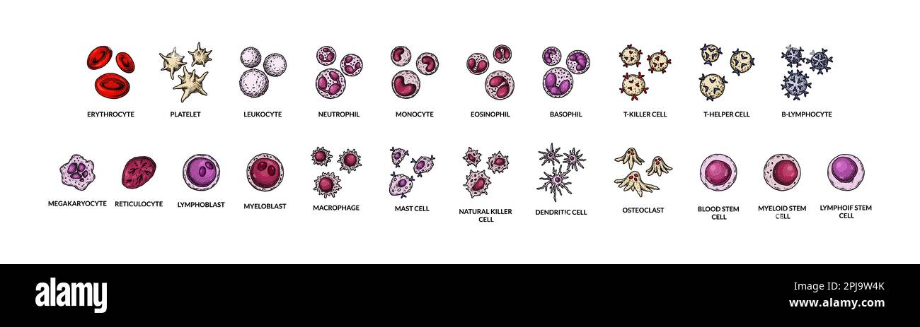 Cellule ematiche isolate su sfondo bianco. Illustrazione vettoriale per microbiologia scientifica in stile schizzo Illustrazione Vettoriale