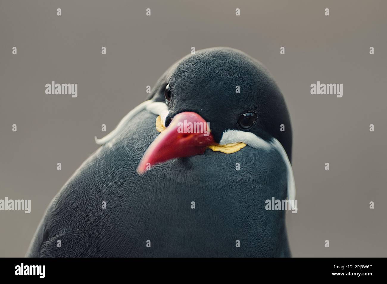 Inca Tern (Larosterna inca)seabird della famiglia Sternidae Foto Stock