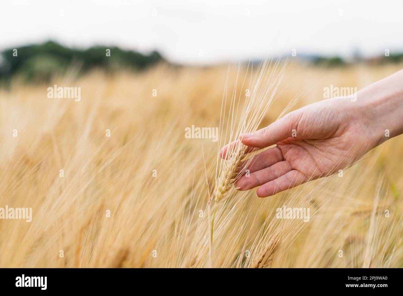 Donna contadina tocca le orecchie di grano su un campo agricolo. Foto di alta qualità Foto Stock