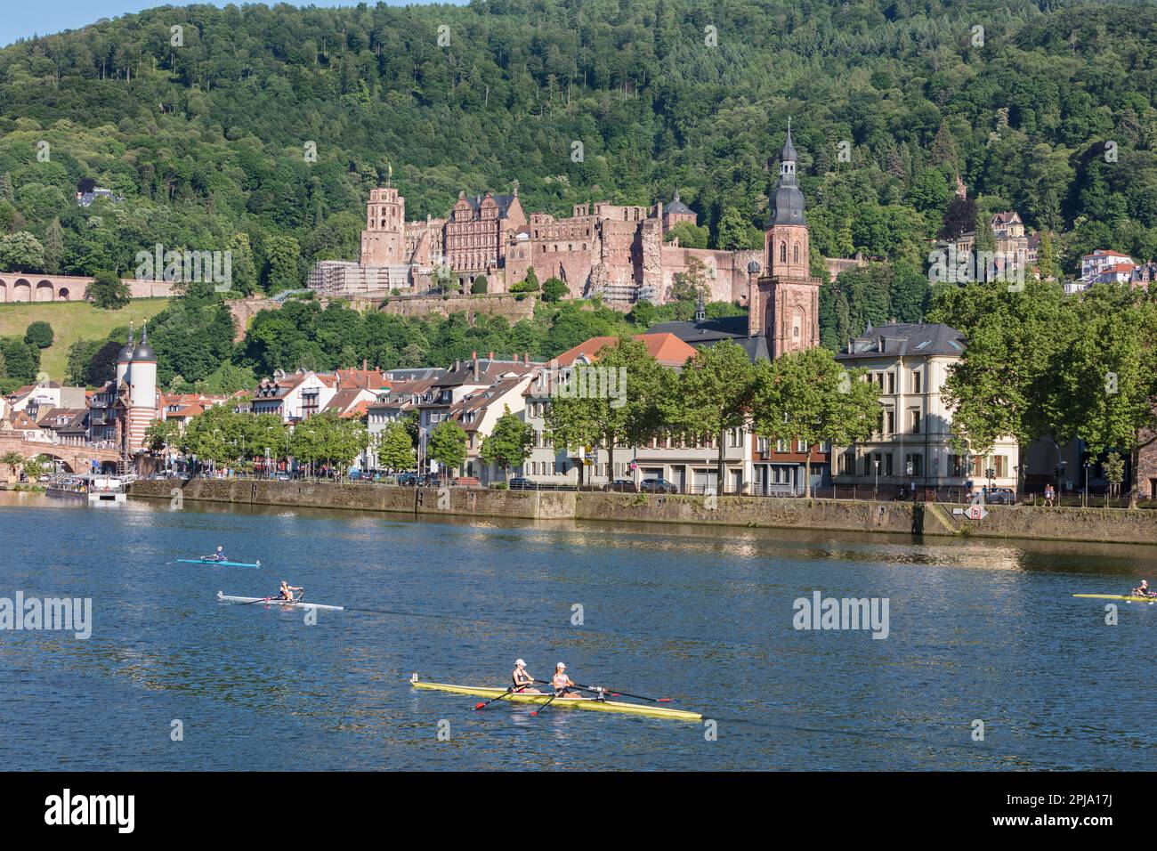 Gara di canottaggio o regata sul fiume Neckar, sotto lo storico castello rinascimentale di Heidelberg, sulle colline di Konigsthul e nella città vecchia. Heidelberg. Foto Stock