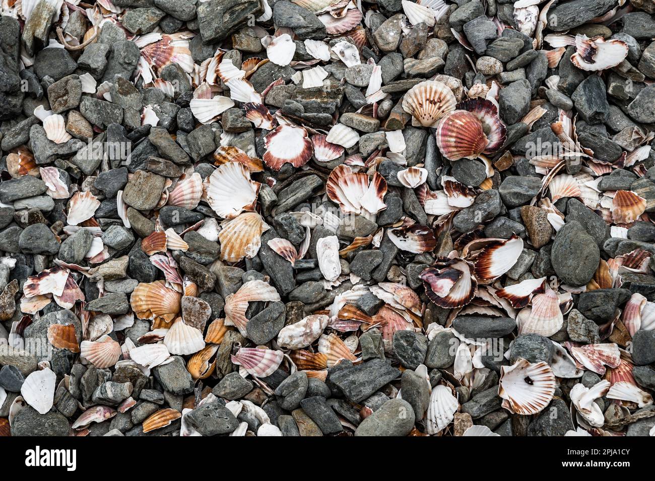 Mucchio di conchiglie vuote di conchiglie Pellegrine, pecten jacobaeus, sulla costa atlantica del Villaggio Locquemeau in Bretagna, Francia Foto Stock