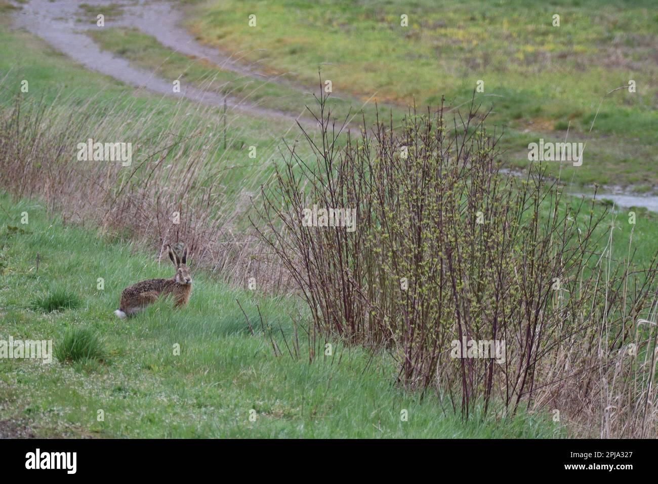 Incontro con gli animali in prossimità di un insediamento su un percorso di campo Foto Stock