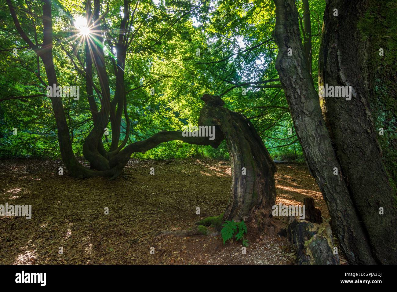 Reinhardswald: foresta Jungle Sababurg (giungla nel Reinhardswald), vecchio faggio curvato in Nordhessen, Assia, Assia, Germania Foto Stock