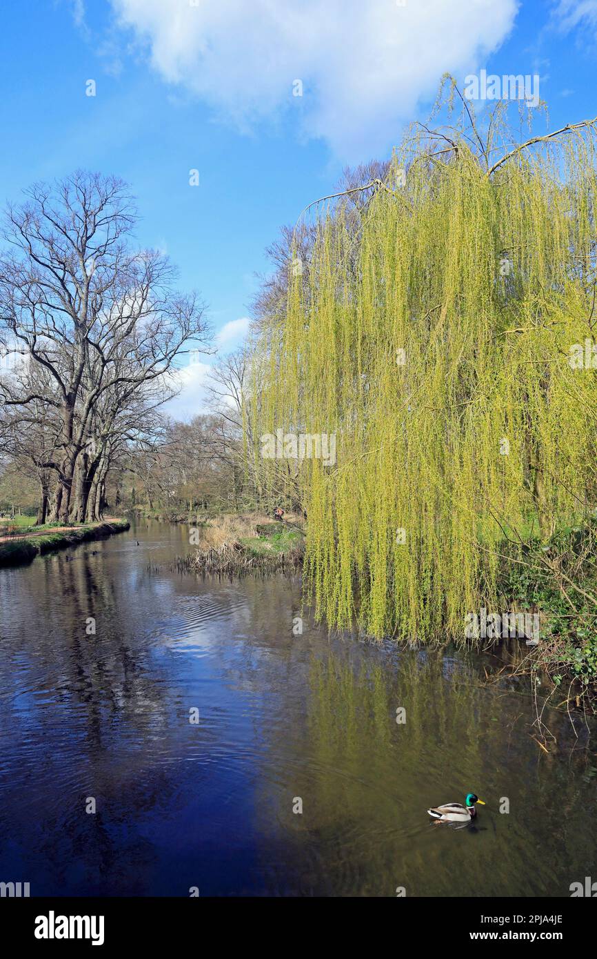 Salice piangente vicino al canale di Bute Feeder, Bute Park, Cardiff. Marzo 2023. Giornata di sole in primavera Foto Stock