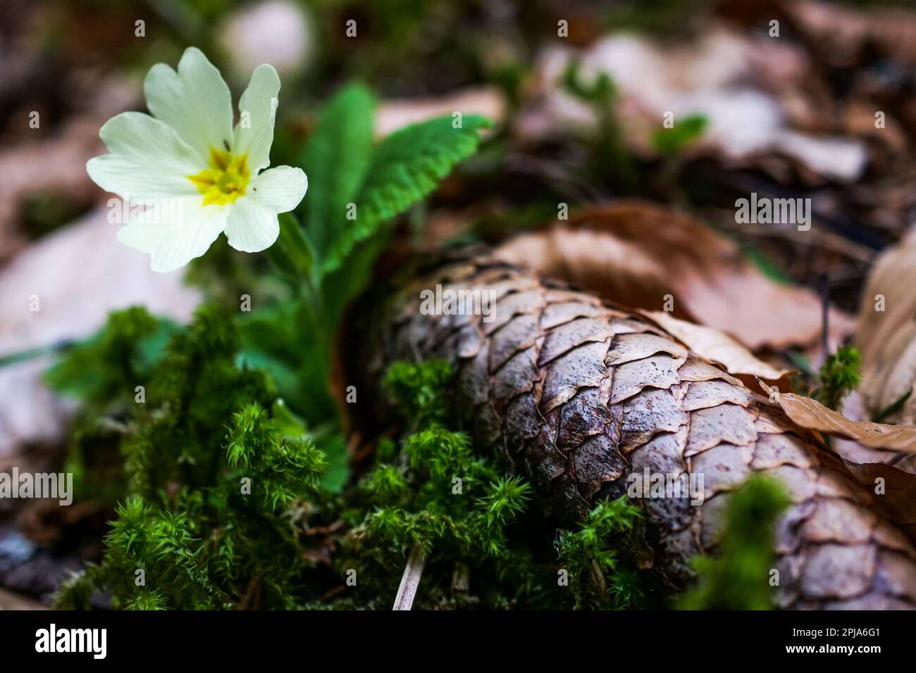 Primrose, Saint-Pierre de Chartreuse, catena Chartreuse, Isère, Francia Foto Stock