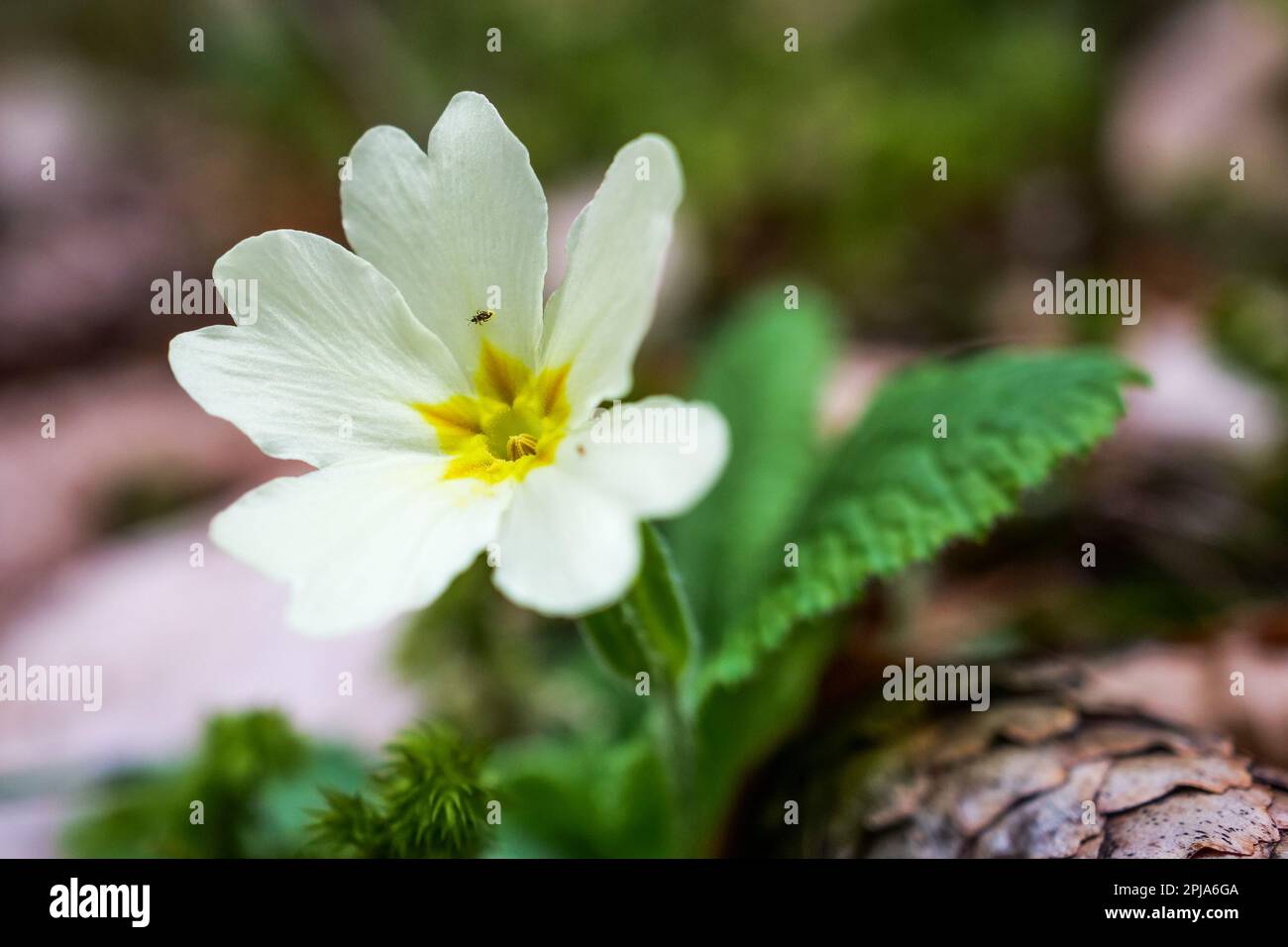 Primrose, Saint-Pierre de Chartreuse, catena Chartreuse, Isère, Francia Foto Stock