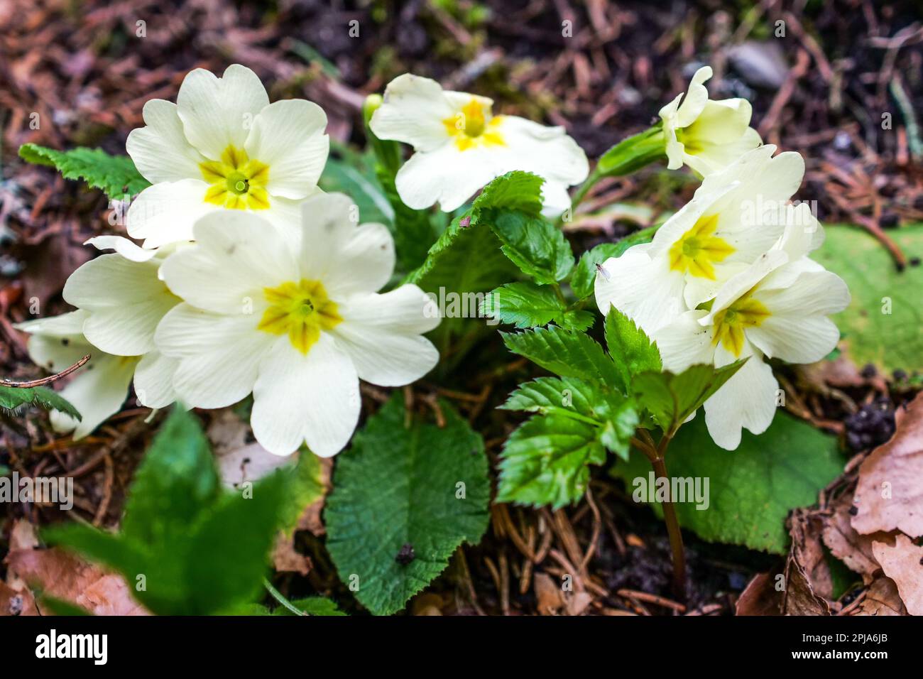 Primrose, Saint-Pierre de Chartreuse, catena Chartreuse, Isère, Francia Foto Stock