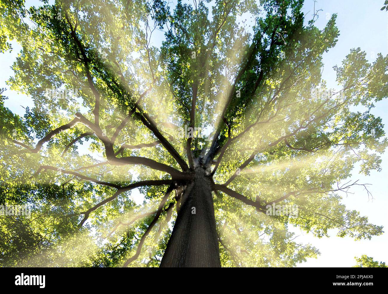 Allier (03) Pays de Troncais. Chene rimarquable. Le Stebbing II d'une hauteur de 36m, d'une circonference de 5,90 et de 390 ans environ, cet arbre d Foto Stock