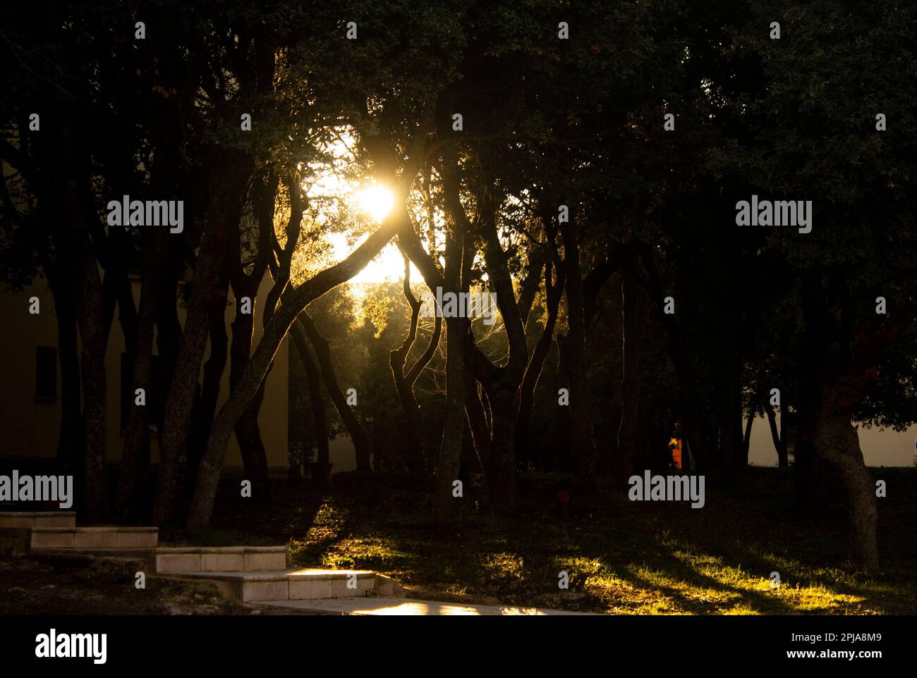 Al Akhawayn University Campus - Ifrane, Marocco. Immagine all'interno del campus della al Akhawayn University dove i raggi del sole attraversano gli alberi durante il tramonto Foto Stock