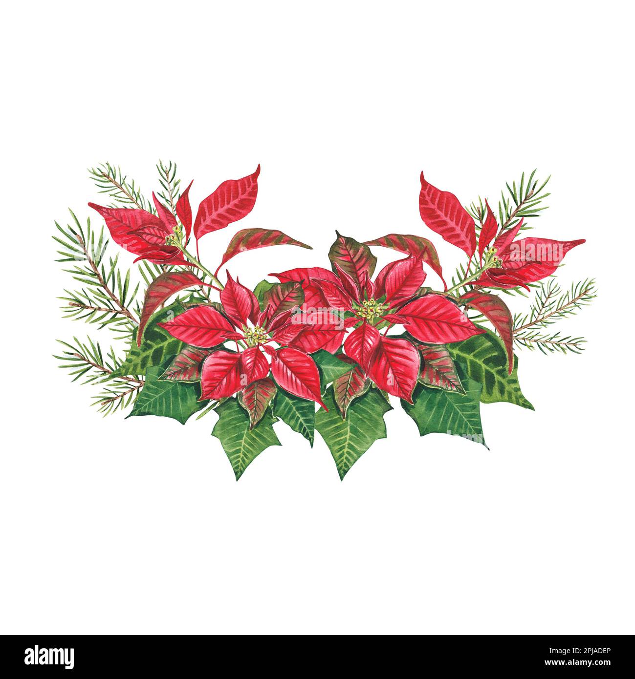 Bouquet natalizio di poinsettia e abete rosso su sfondo bianco. Acquerello illustrazione di una poinsettia rossa. Euphorbia pulcherrima. Stella di Natale. Foto Stock