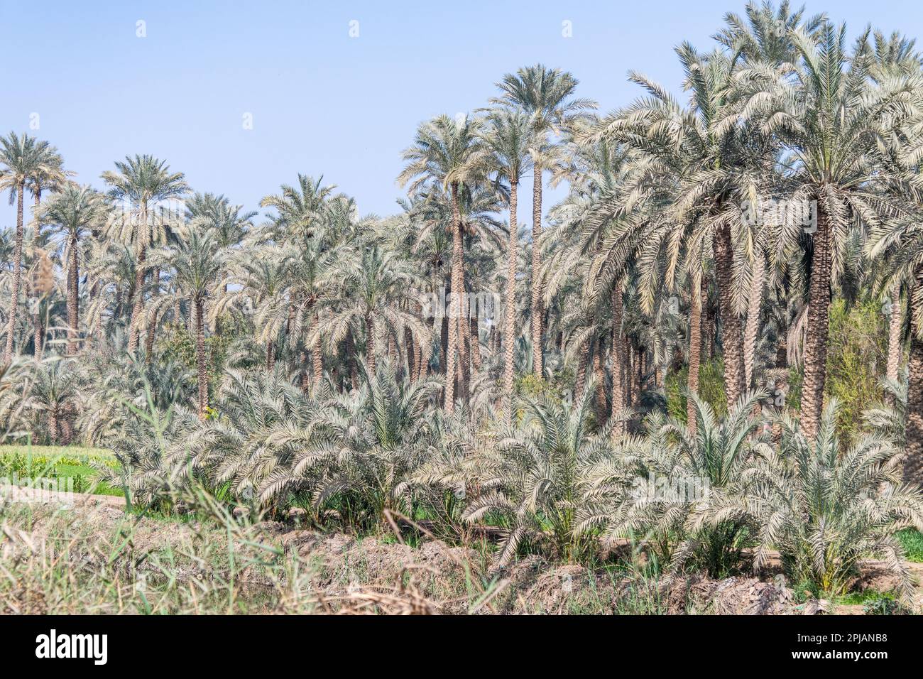 Alberi di palma di data lungo un fiume vicino Giza in Egitto Foto Stock