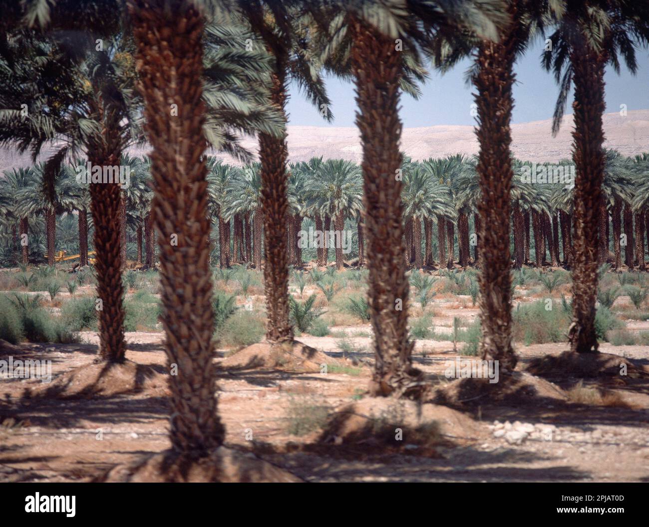 OASIS DE PALMERAS - FOTO AÑOS 90. Località: MAR MUERTO. Nación. ISRAELE. Foto Stock