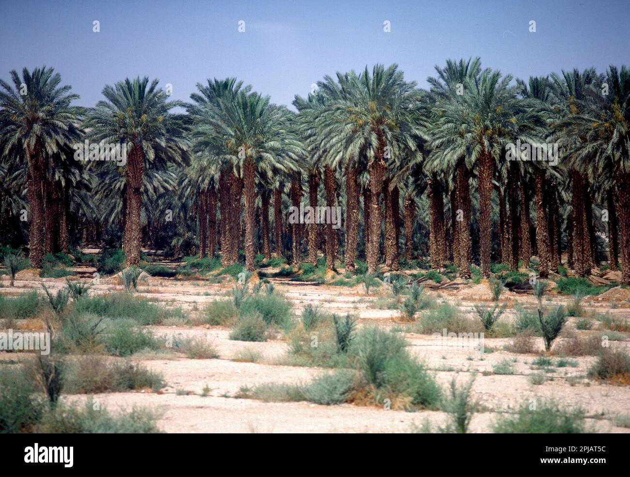 OASIS DE PALMERAS - FOTO AÑOS 90. Località: MAR MUERTO. Nación. ISRAELE. Foto Stock