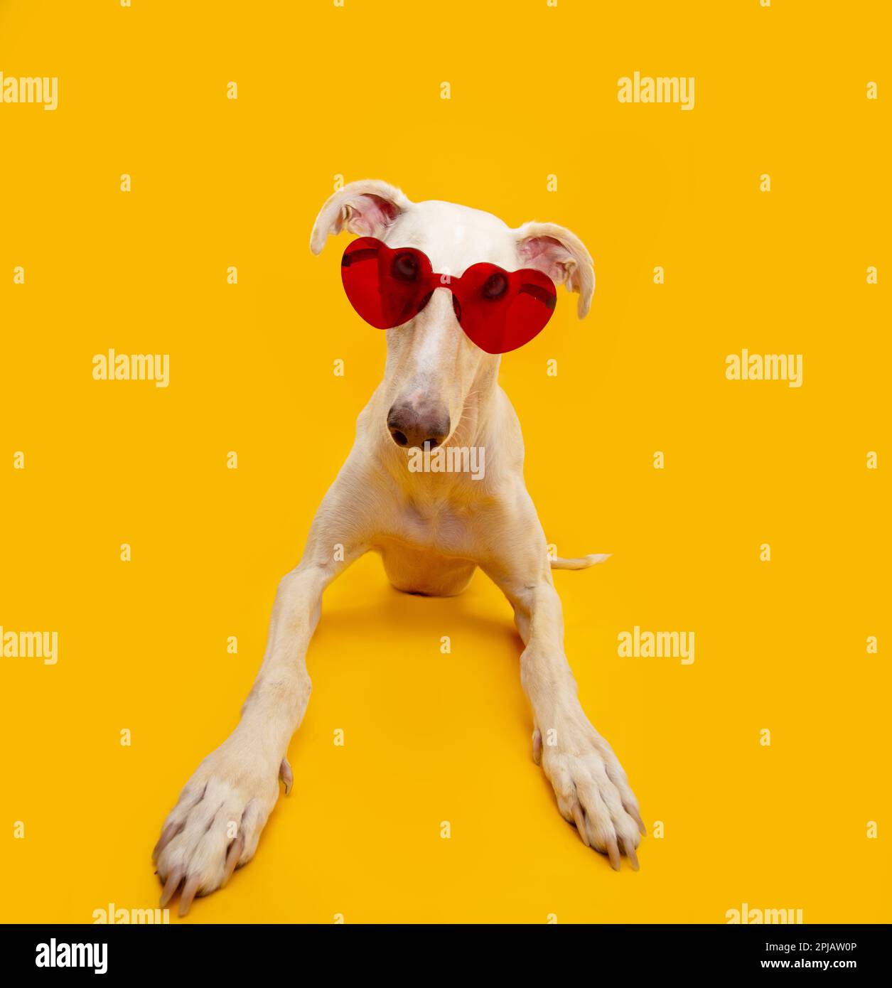 Ritratto estate e San Valentino levriero spagnolo indossando occhiali da sole a cuore rosso sdraiato e guardando la macchina fotografica. Isolato su sfondo giallo Foto Stock