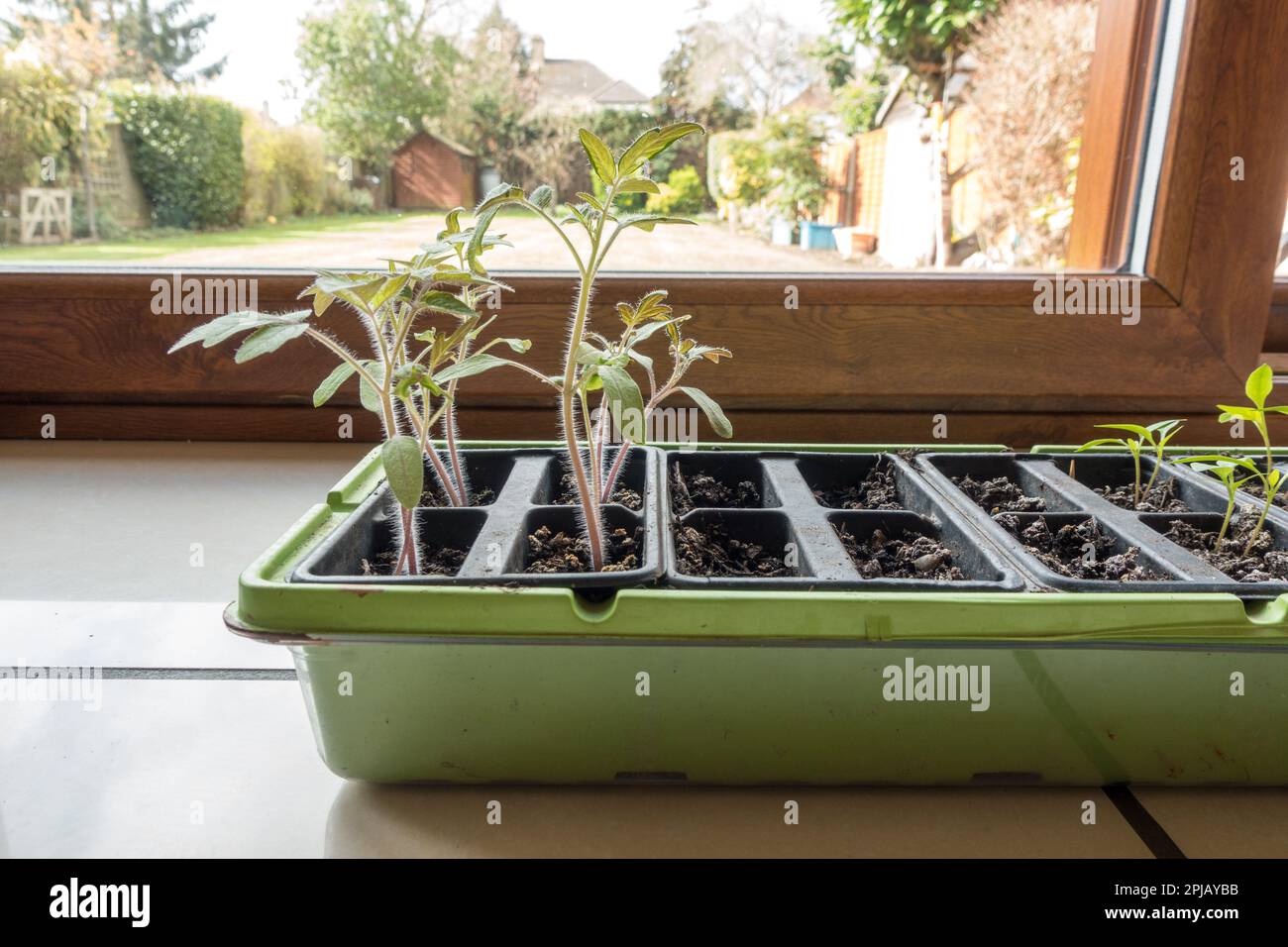 Piantine di pomodoro in vassoio per piantine Foto Stock